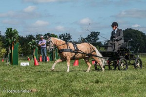 dressuur en vaardigheid  nienoord 10-8-2015  joshua keller-0115      